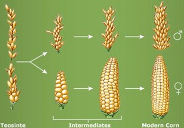 Ancient corn