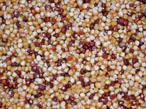 Flint Corn, with its hard, shiny, smooth kernels was the earliest corn grown by early settlers.