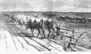 Early breaking plows were badly designed, since they cut through prairie plants' tough root systems, laying over a thin, wide strip of soil. Their wrought iron blades and wooden mouldboards required considerable energy to pull, provided by several yokes of oxen.