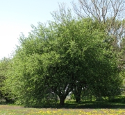 One of the few remaining stands of Minkler Apple trees on the Ament farm south of Yorkville.