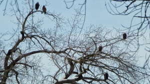 Mary over at the wonderful Feathers, Fur, and Flowers blog snapped this amazing photo back in mid-January of a group of five Bald Eagles along the Fox. Visit her blog and see lots more truly amazing shots taken along our beautiful stretch of river.