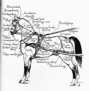 Here are (most) of the parts of the kind of harness our great-grandparents could use to hitch a horse to a buggy with their eyes closed. As you can see, it was simplicity itself...