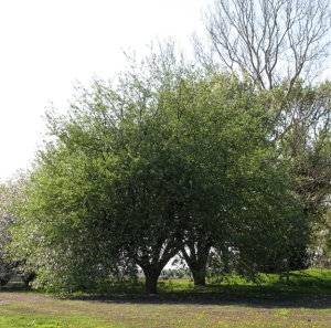 One of Kendall County's few remaining Minkler Apple trees is shown in this April 2010 photo. Minkler trees are still available from a few heirloom orchardists.