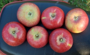 A nice selection of Minkler apples from Eastman's Antique Apples, Wheeler, Michigan. Minklers are large, juicy, and crisp, good for both eating and cider.