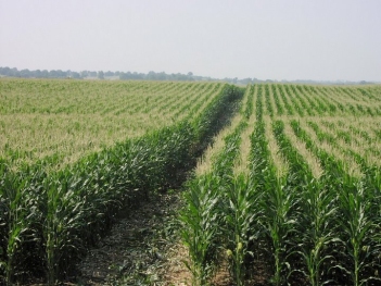 A modern corn field