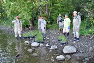 water-willow-planting