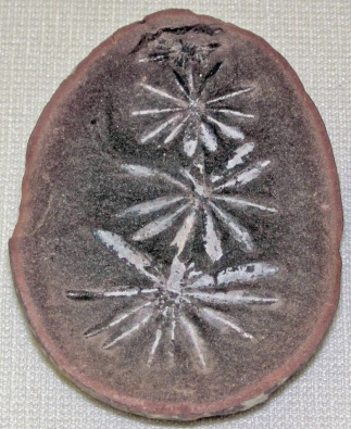 Annularia fossil